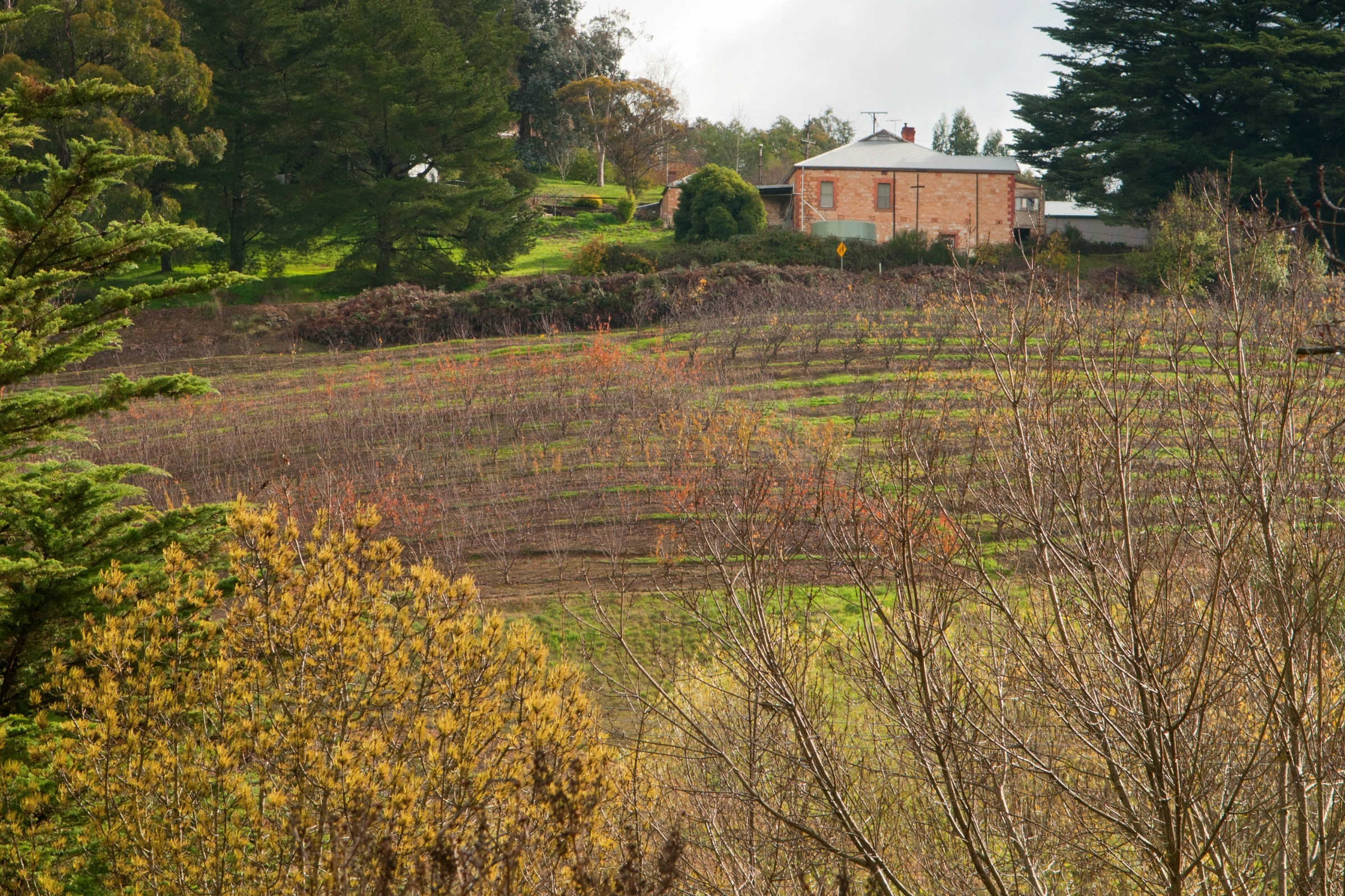Adelaide_Hills,_South_Australia[1].webp